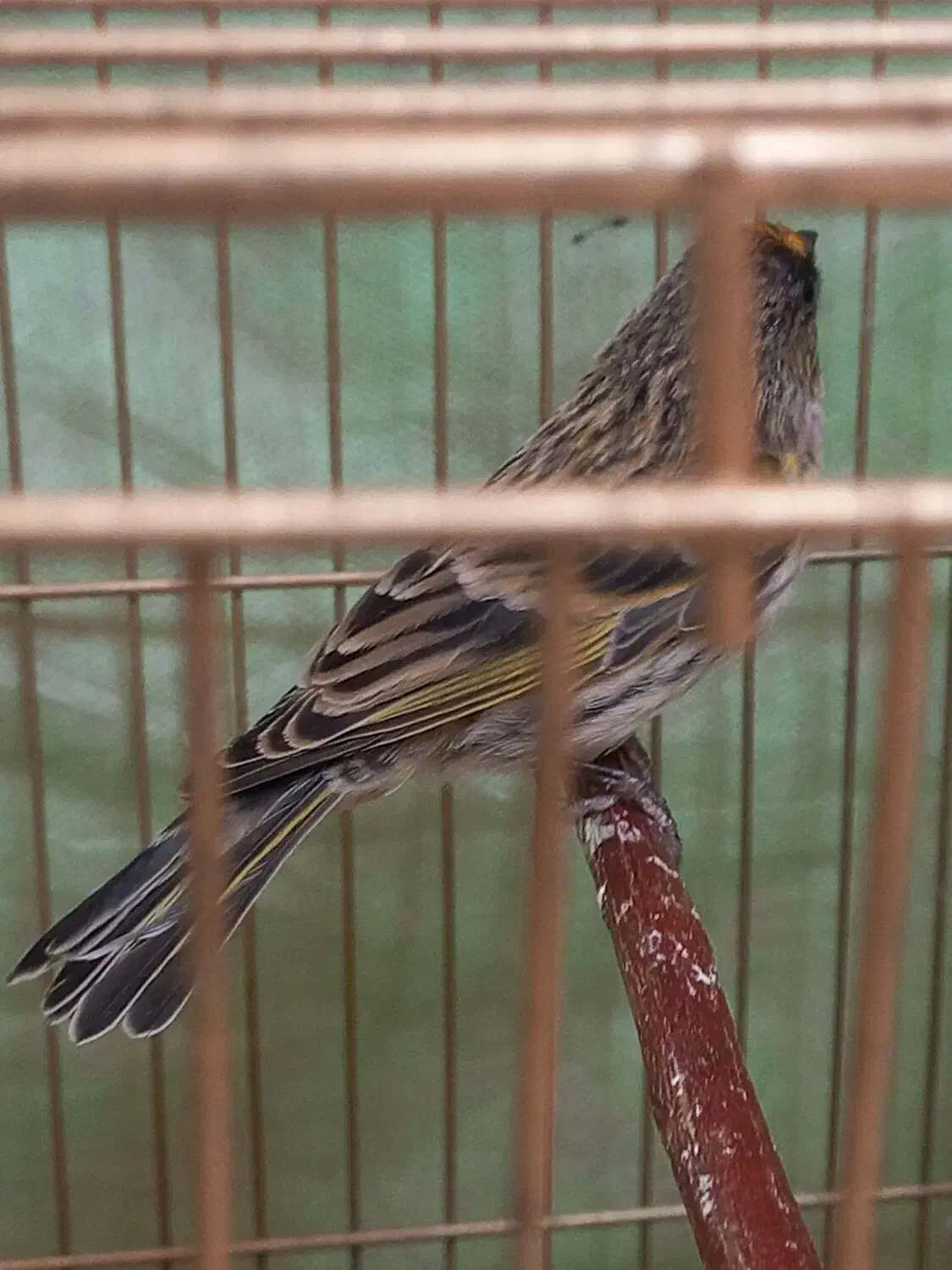 سهره|پرنده|اسفرورین, |دیوار