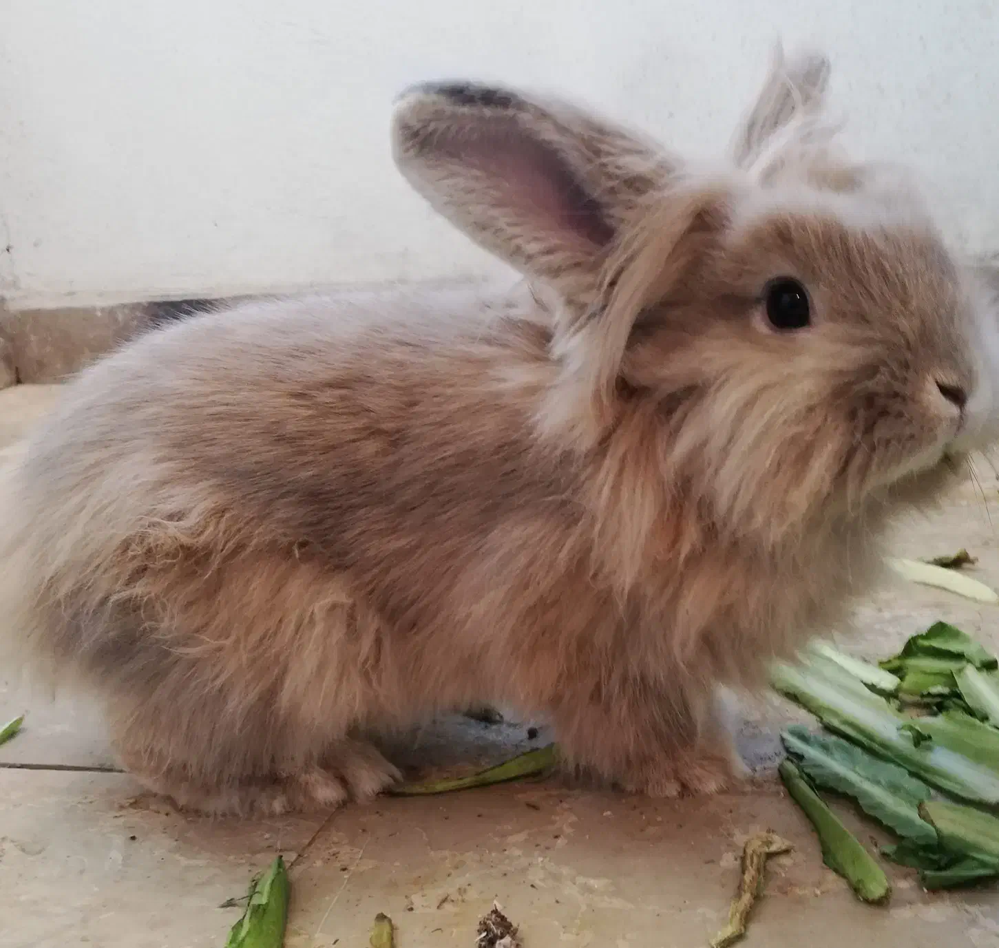 خرگوش|موش و خرگوش|شیراز, انجیر|دیوار