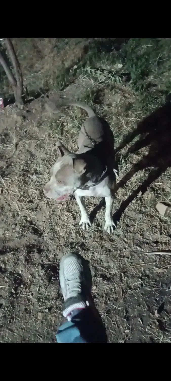 واگزاری سگ پیتبول|سگ|کرمانشاه, |دیوار