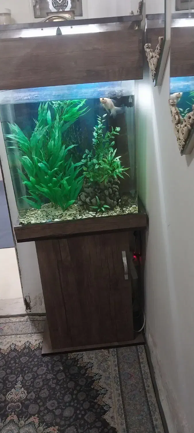 اکواریوم کمدی با ماهی|ماهی|مشهد, قائم|دیوار