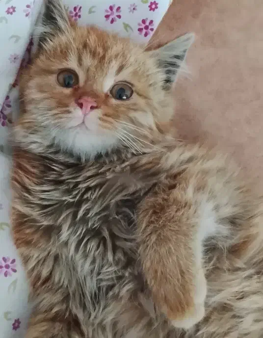 بچه گربه|گربه|مشهد, انقلاب|دیوار