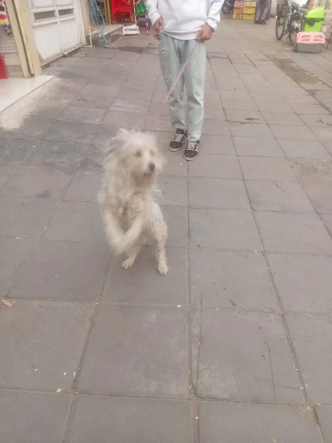 واگذاری سگ|سگ|کرج, باغستان|دیوار