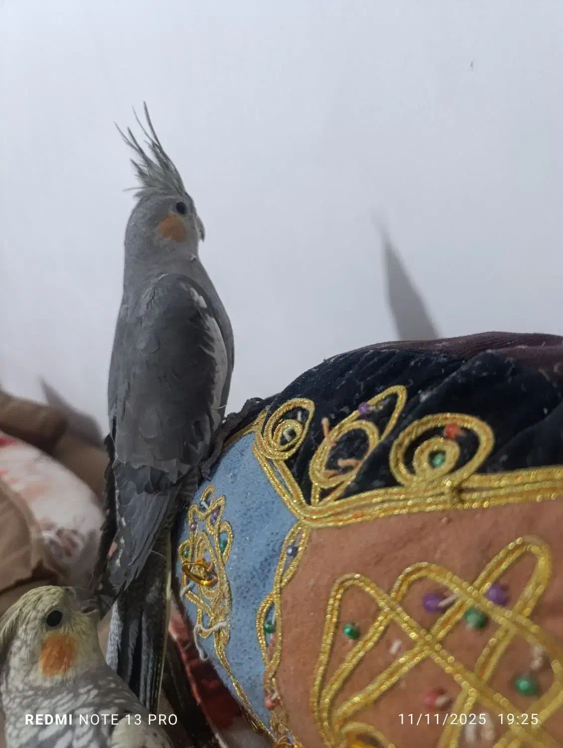 عروس هلندی نر و ماده|پرنده|صدرا-فارس, فاز ۲|دیوار