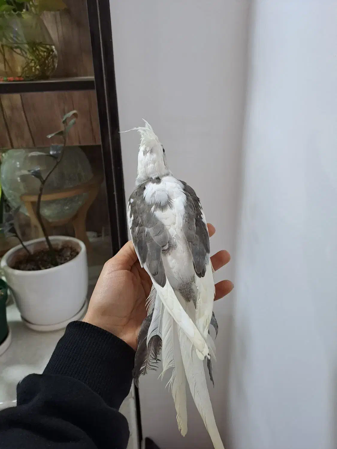 عروس نر البینو ۳ ماه و نیمه|پرنده|رشت, سعدی (تختی)|دیوار