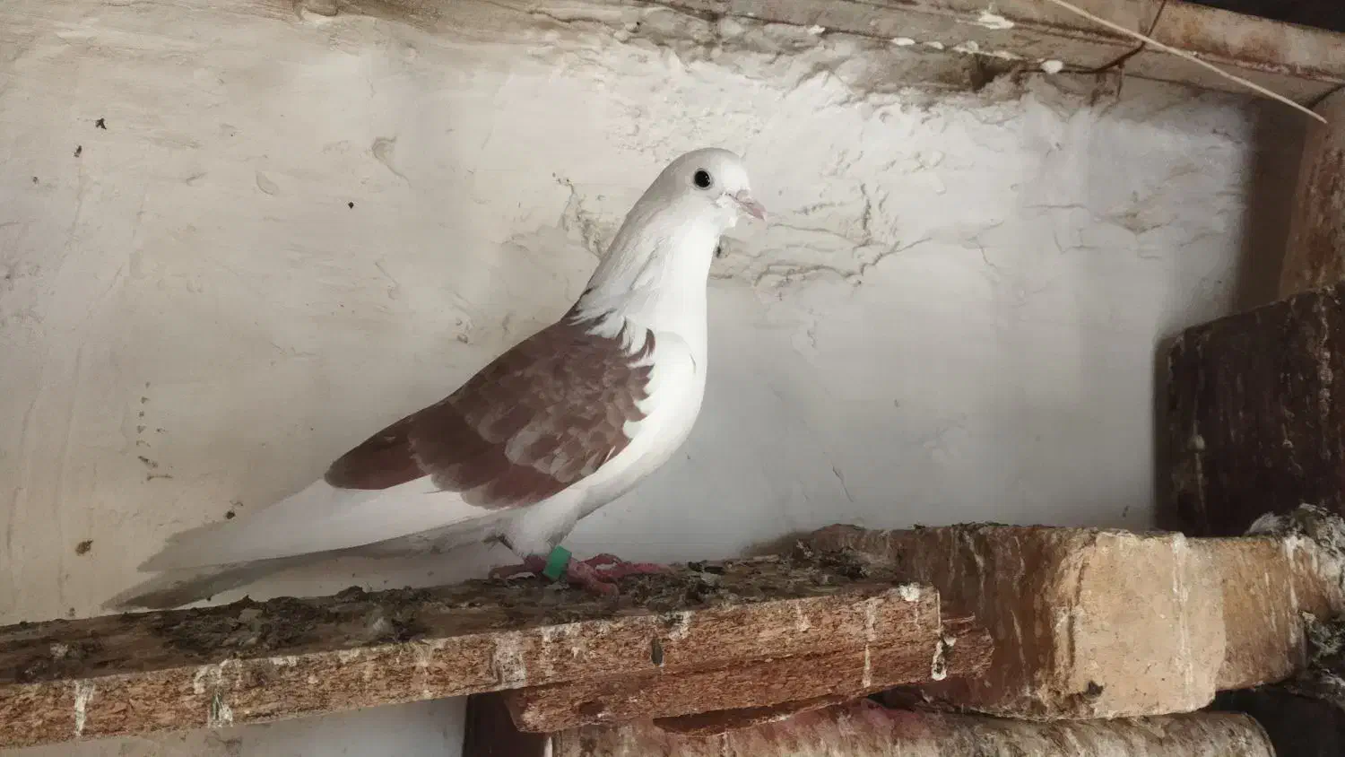 دوتاماده بشرط پرش|پرنده|شاهینشهر, برخوار غرب|دیوار