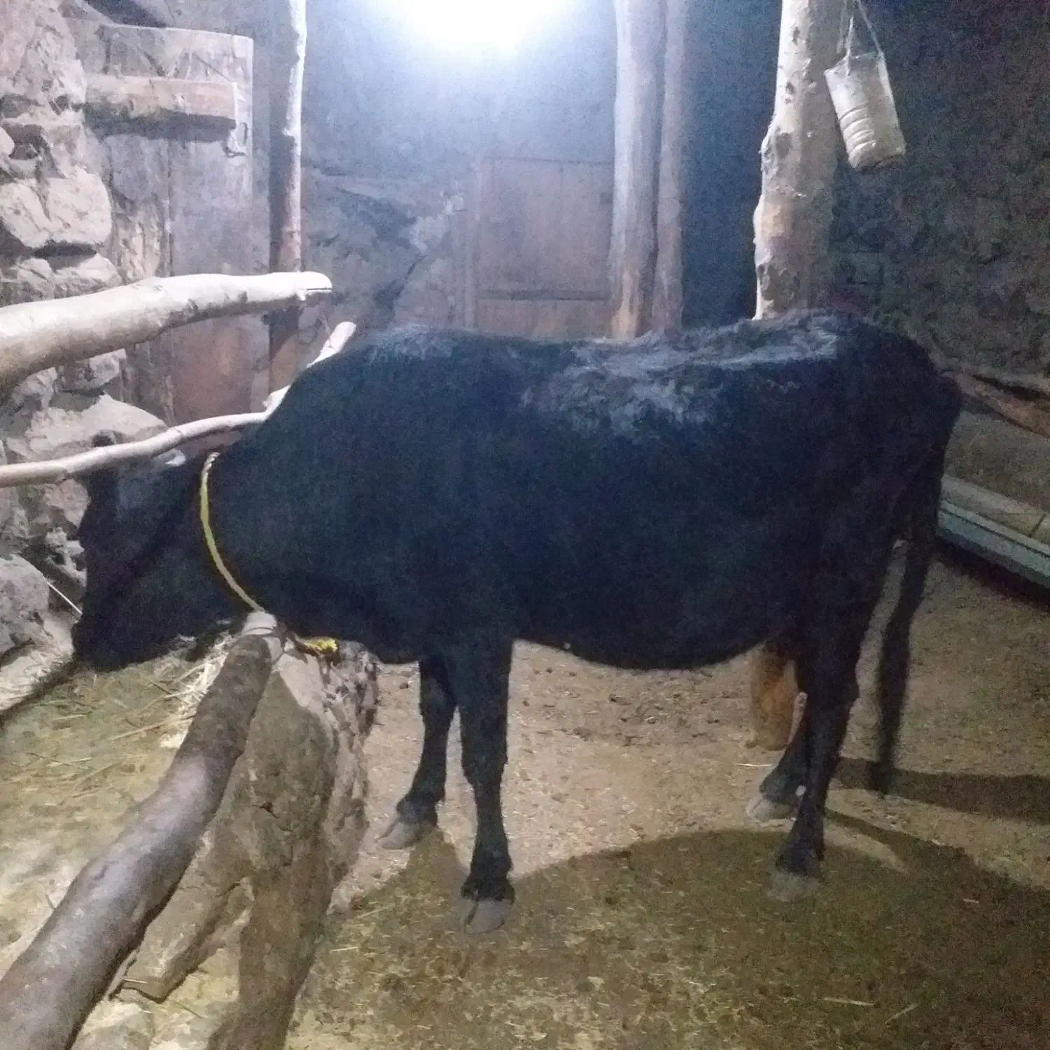 آدرس طارم روستا ولیس|حیوانات مزرعه|چورزق, |دیوار