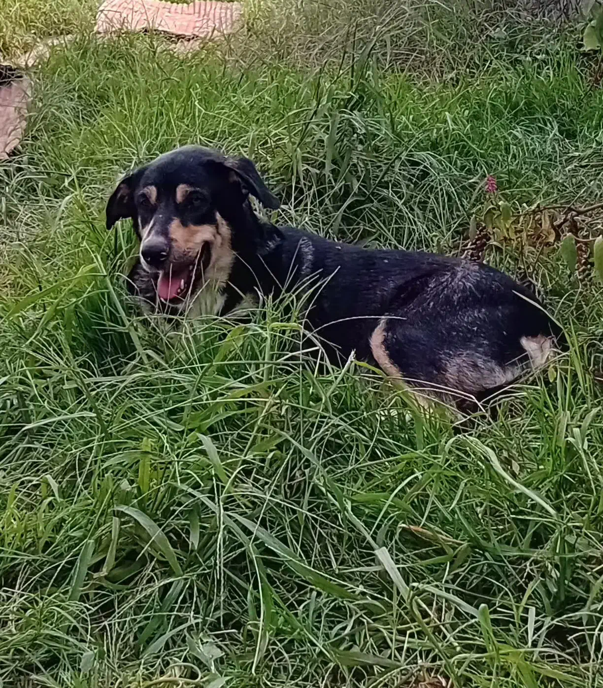 حیوانات خانگی|سگ|تهران, صادقیه|دیوار