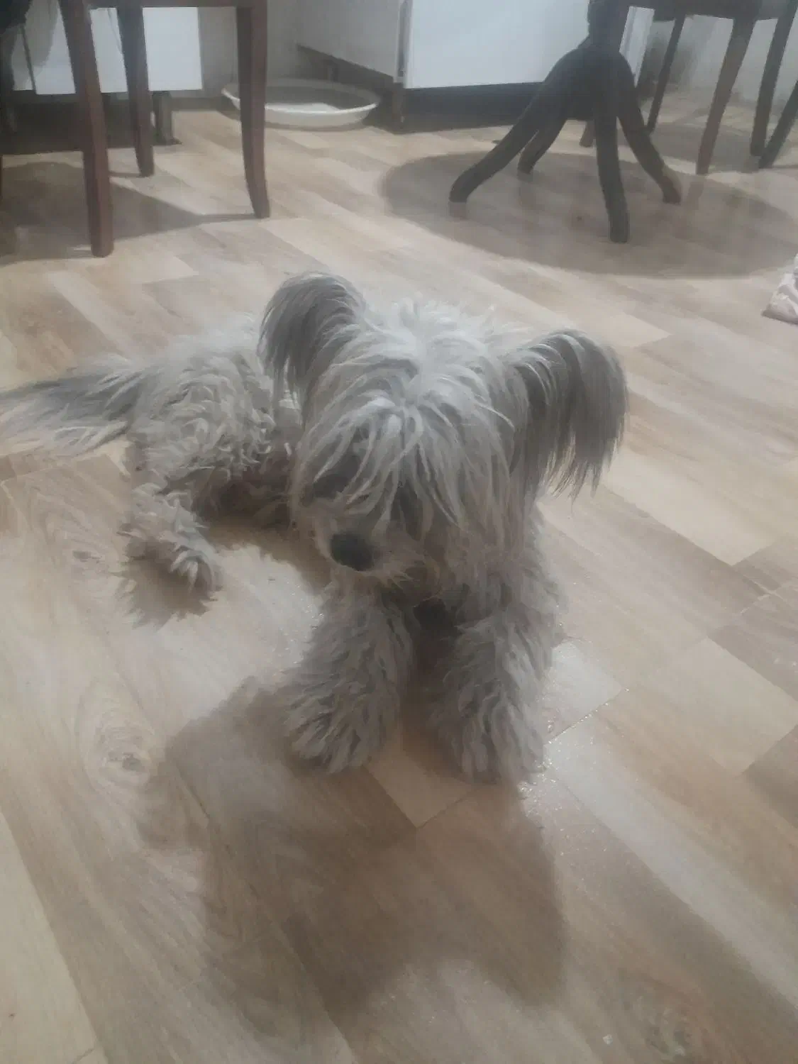 شیتزو تریر|سگ|کرج, کوی زنبق|دیوار