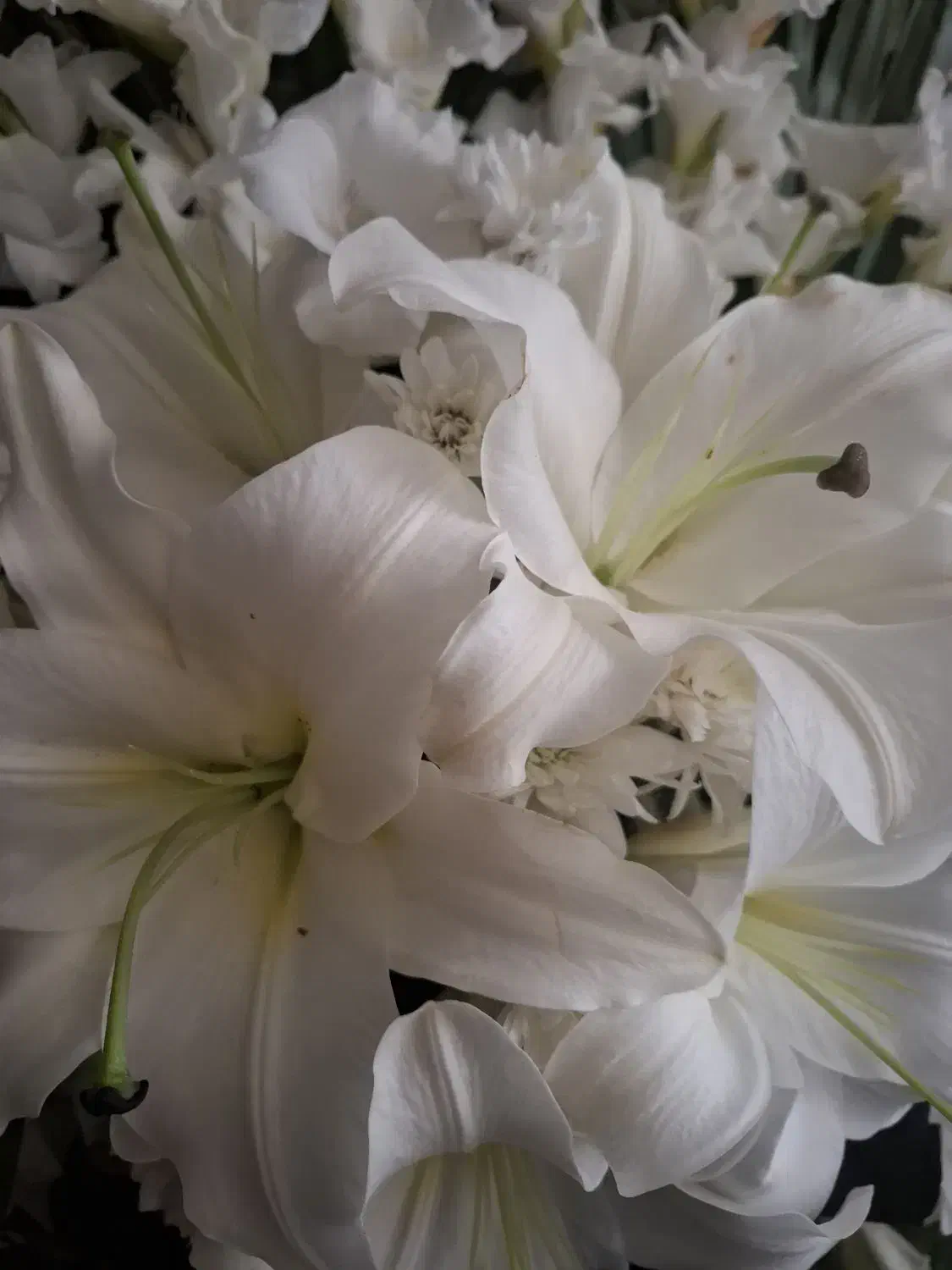 راهنمایی بیماری زگیل و جوش|فعالیت داوطلبانه تحقیقاتی|شیراز, خلدبرین|دیوار