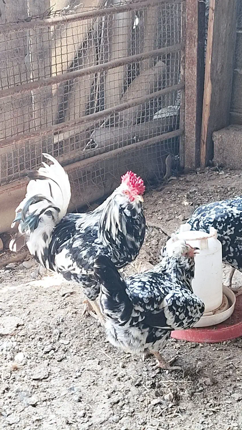 تخم مرغ گلین ریشو چهل تاج اصیل|حیوانات مزرعه|گرگان, |دیوار