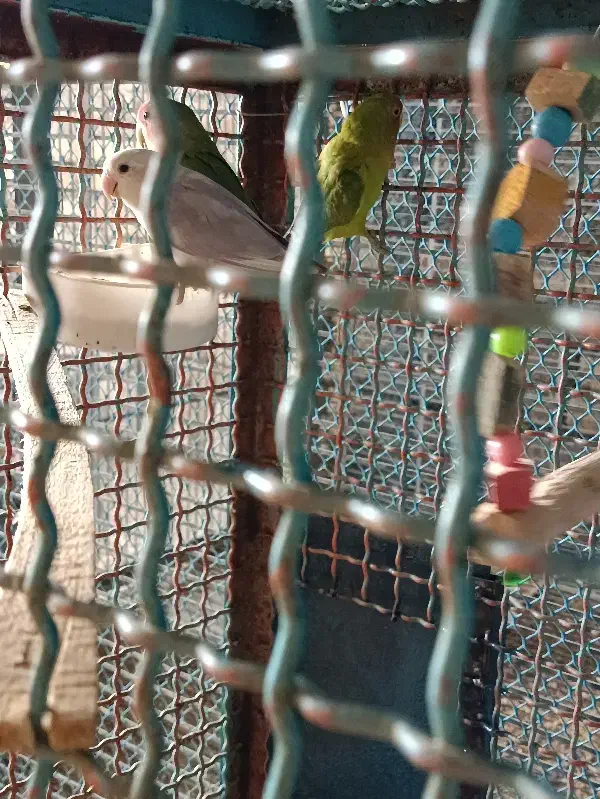 کوتوله برزیلی|پرنده|ساروق, |دیوار