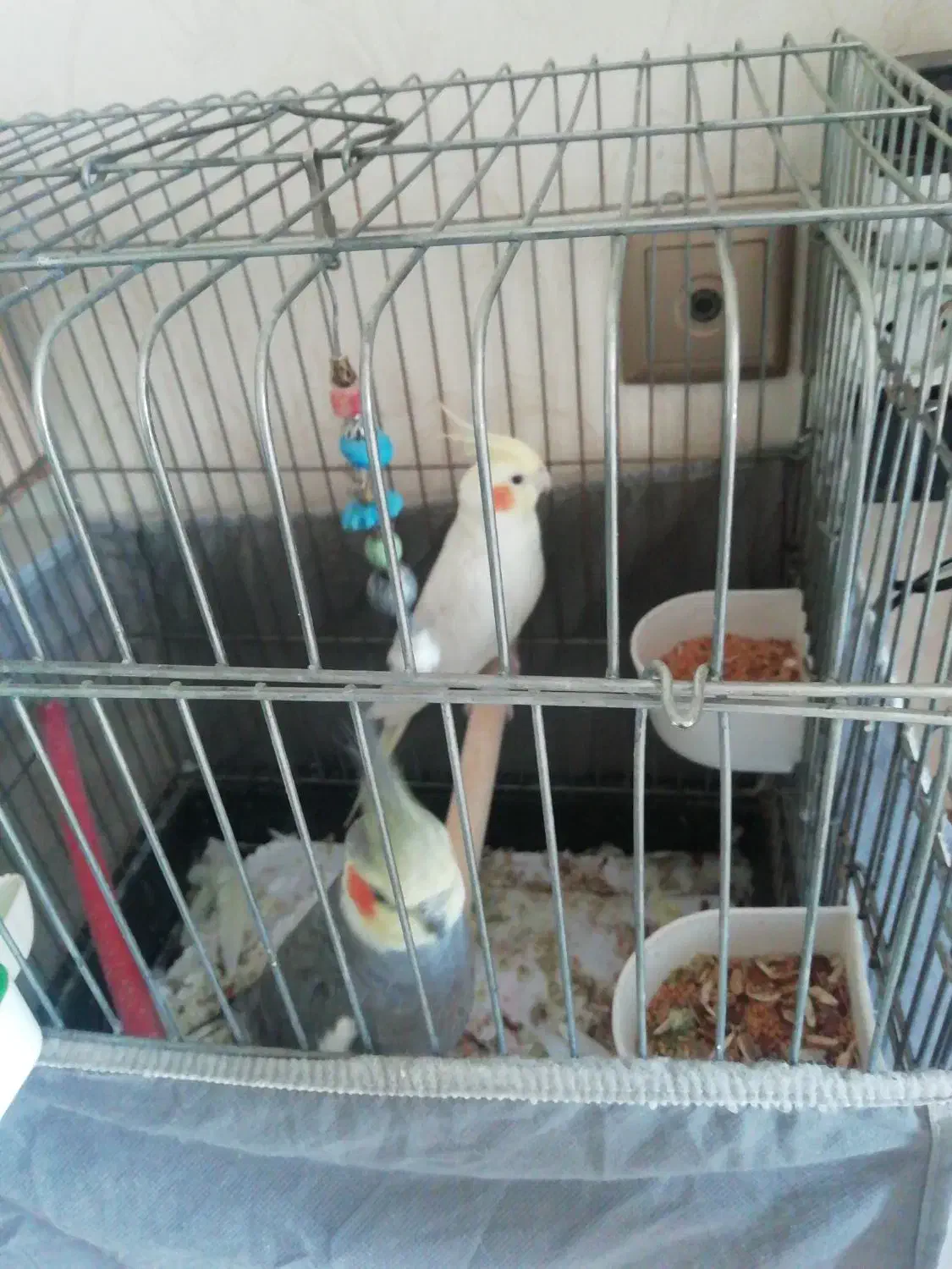 عروس هلندی|پرنده|تهران, سازمان برنامه جنوبی|دیوار