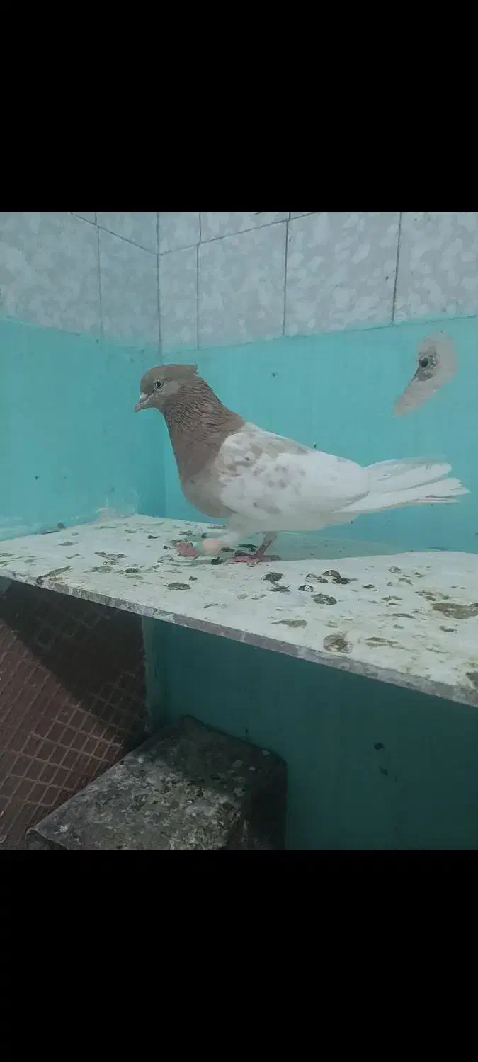 کبوتر|حیوانات|مرودشت, فرهنگ|دیوار