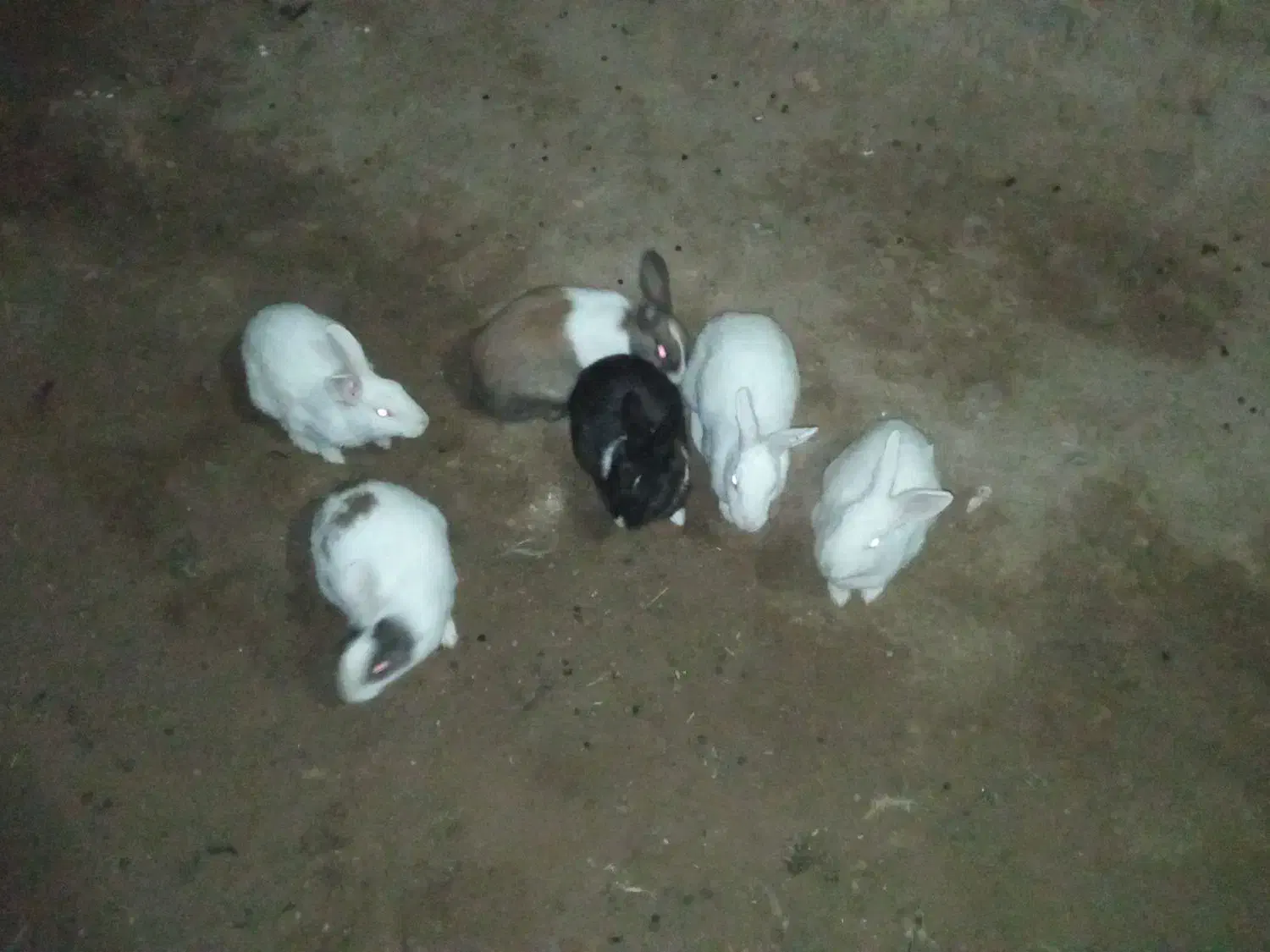 حیوان خانگی|موش و خرگوش|یزد, |دیوار