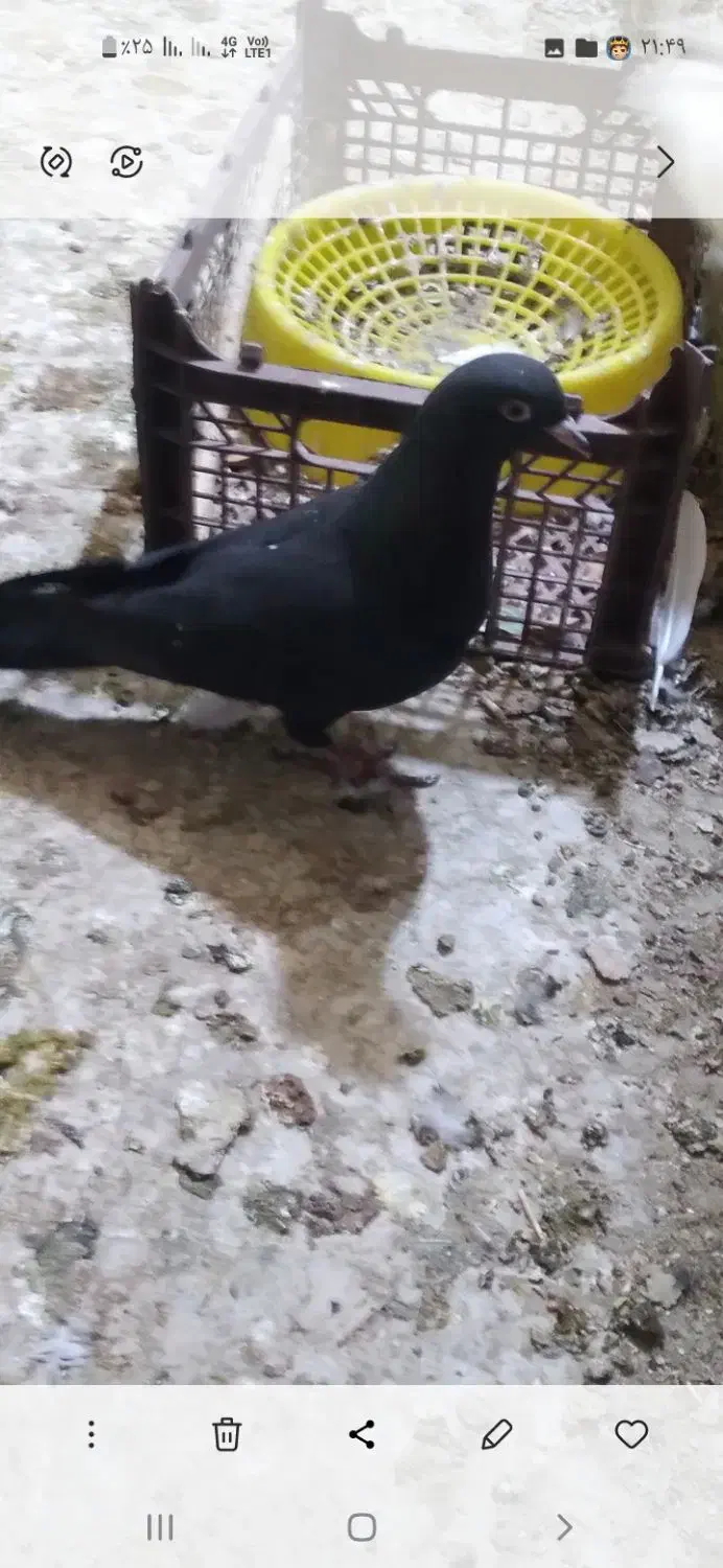 کبوتر گمشده|پرنده|رامهرمز, |دیوار