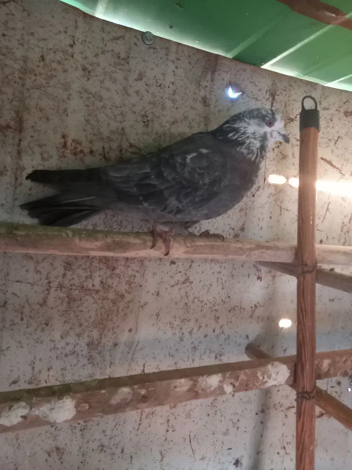 کفتر گرفتنی|پرنده|کهریزک, |دیوار