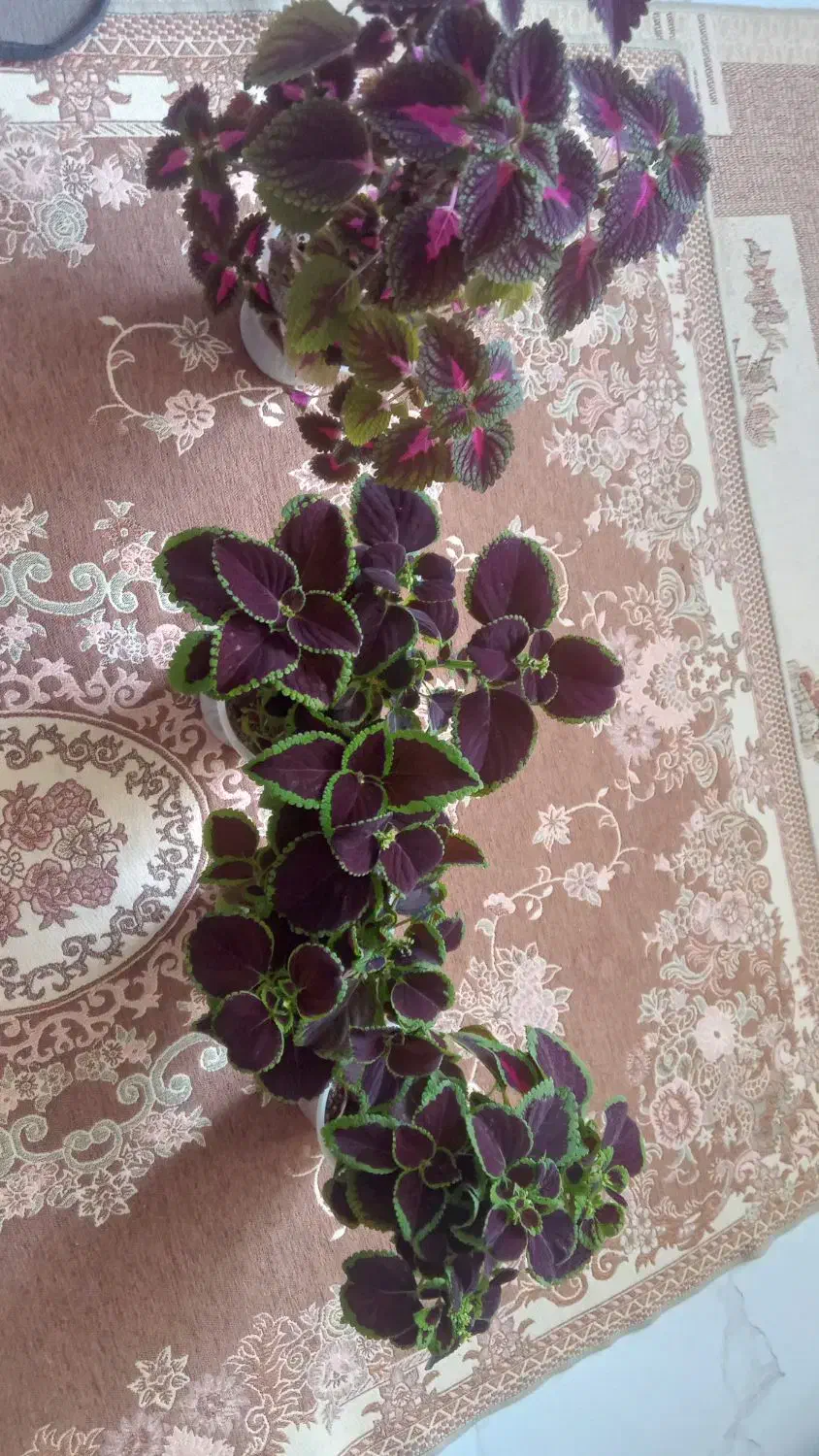 گل زیبا|گل و گیاه طبیعی|بروجرد, |دیوار