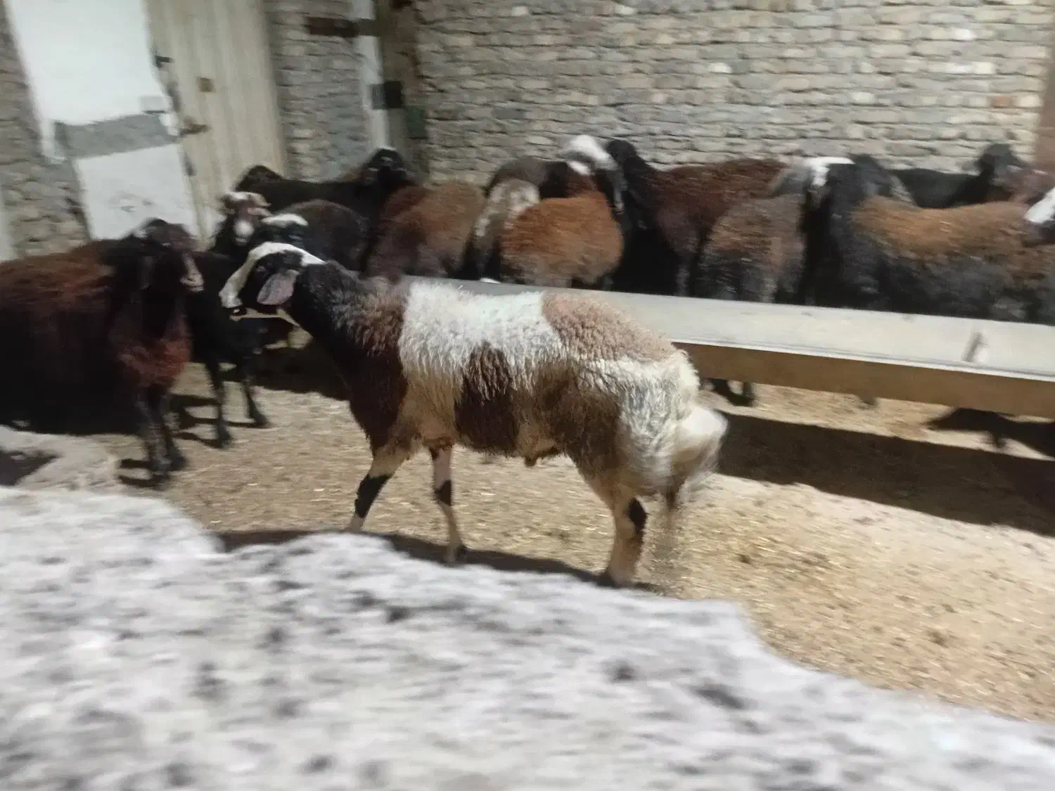 نر بروجردی|حیوانات مزرعه|خان ببین, |دیوار