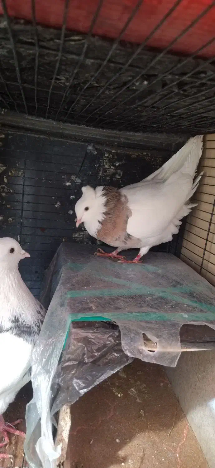 کبوتر طوقی|پرنده|شهرکرد, |دیوار