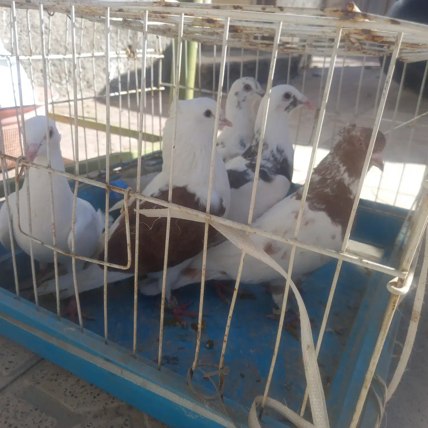 کبوتر|پرنده|چناران, |دیوار