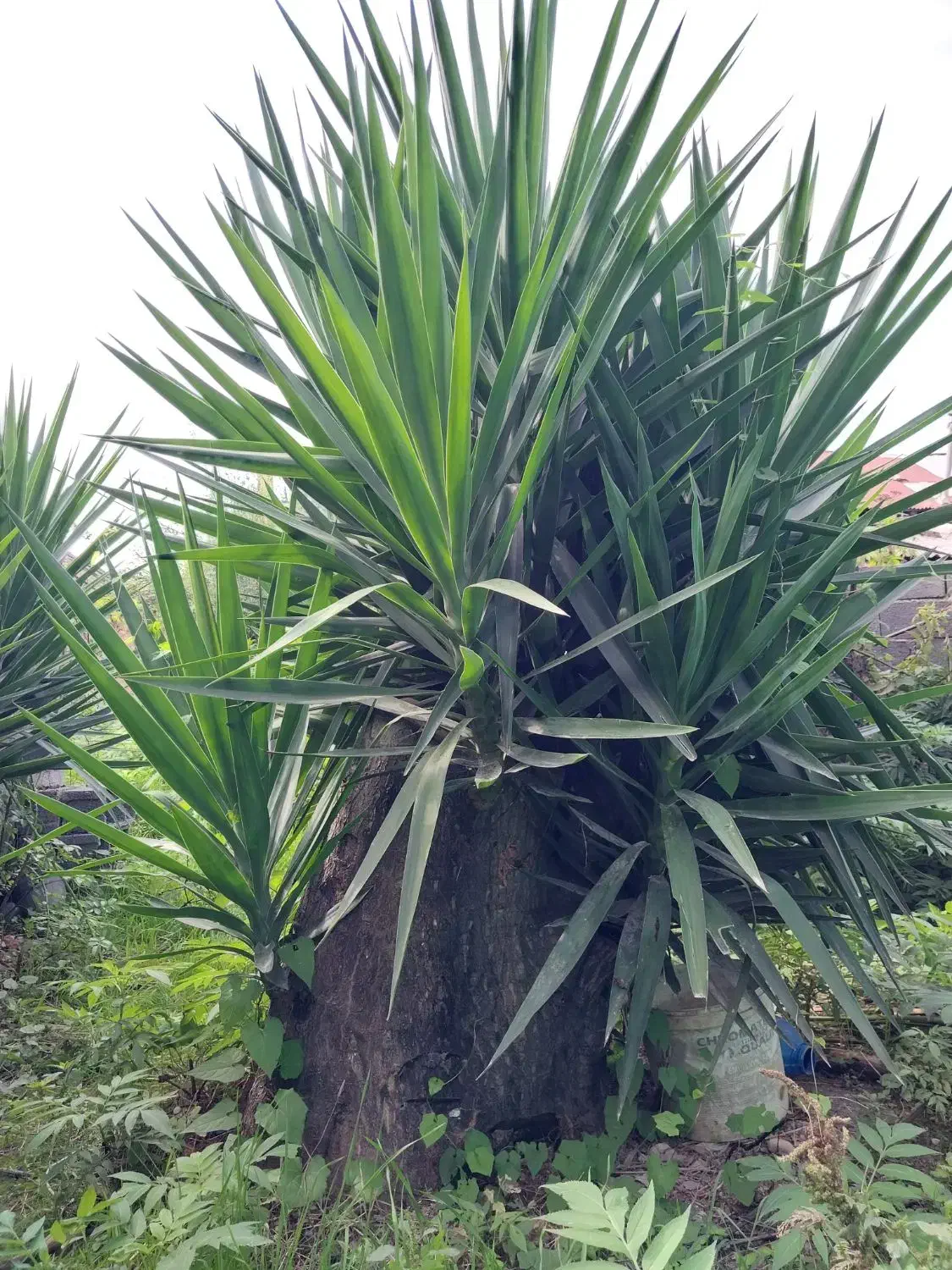 گل یوکا بنسای تنه دار خیلی بزرگ|گل و گیاه طبیعی|قم, نوبهار|دیوار