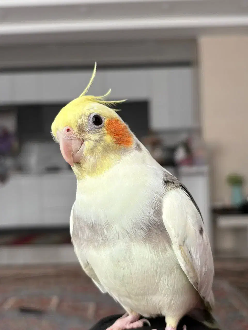 سلام پرنده ما حوالی فسا فاز ۵ گمشده|حیوانات|فسا, |دیوار