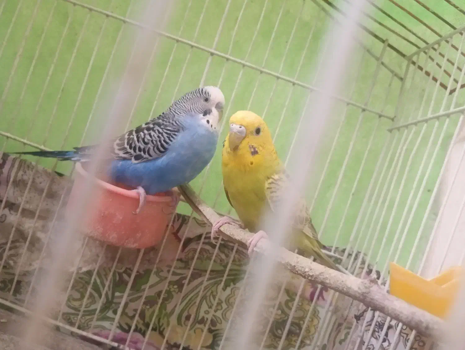 مرغ عشق|پرنده|درح, |دیوار