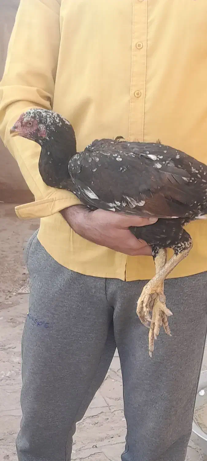 مرغ لاری|حیوانات مزرعه|نیشابور, مازول|دیوار