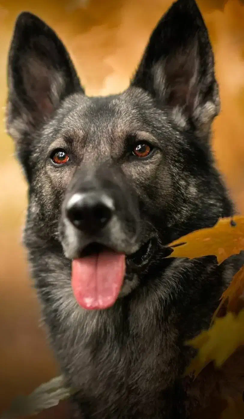 سگ پیدا شده|حیوانات|شیراز, ستارخان|دیوار