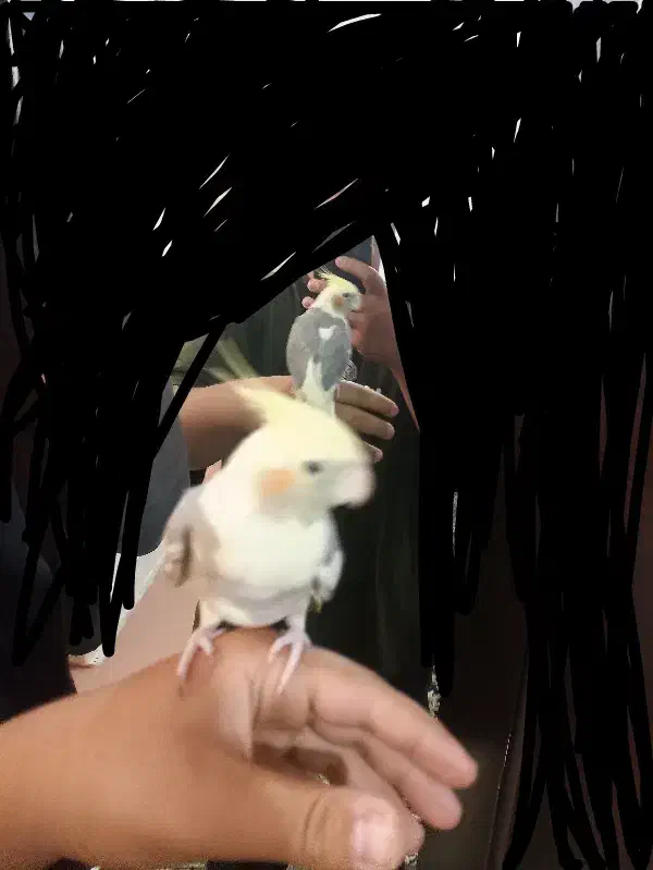 عروس هلندی|پرنده|محمدشهر, محمدشهر|دیوار