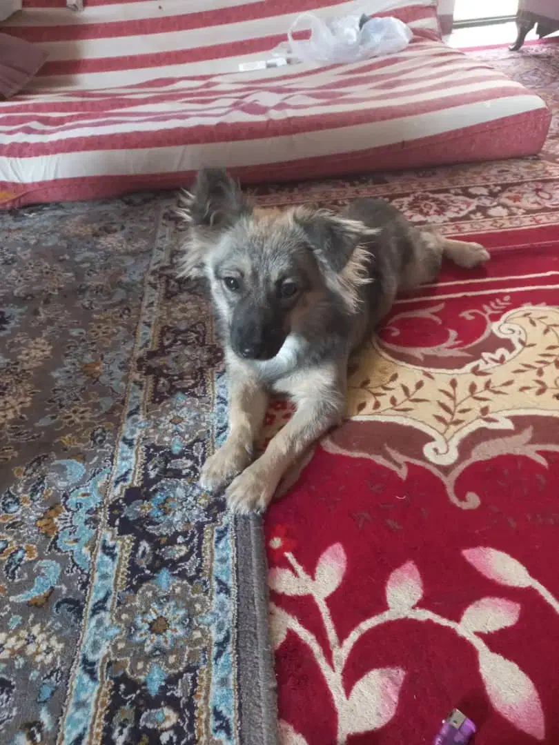 اشپیتز آلمانی|سگ|بندرعباس, |دیوار