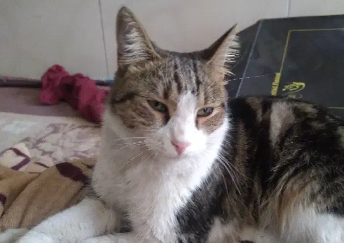 گربه نر خونگی پیدا شده|گربه|یزد, |دیوار