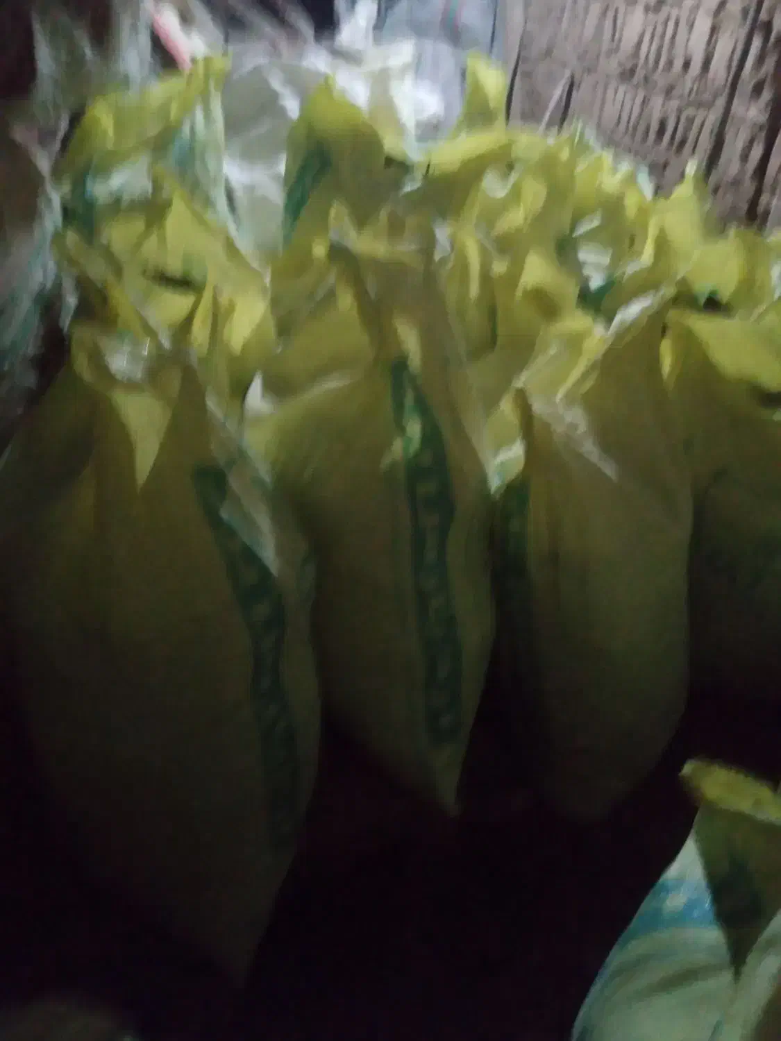 تقویت خاک|لوازم جانبی حیوانات|یزد, |دیوار