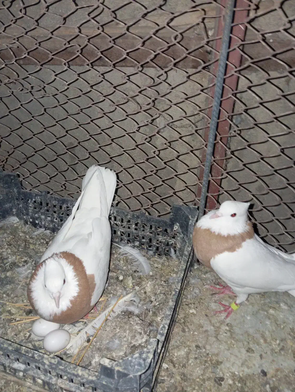 طوق زرد|پرنده|زابل, |دیوار