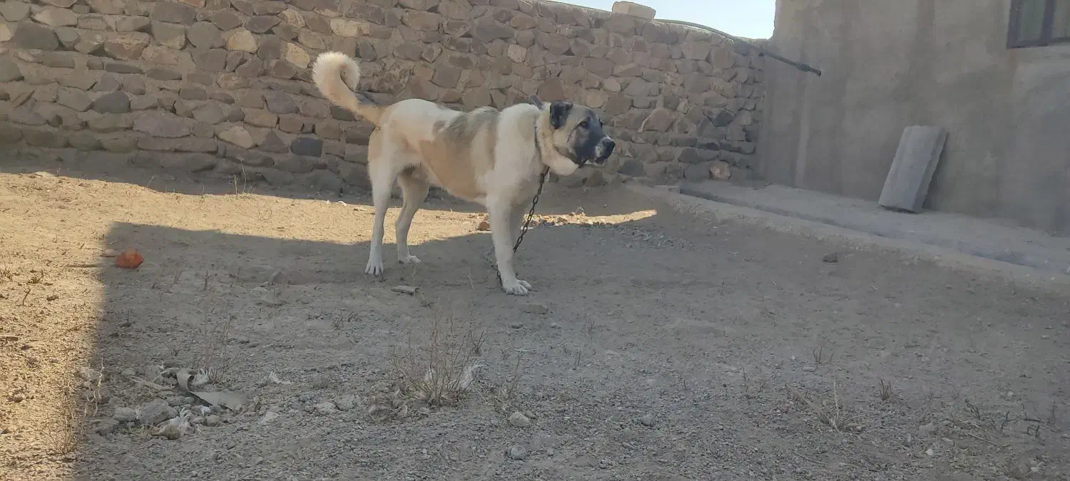 سرابی 6ماهه|سگ|تهران, لاله زار|دیوار