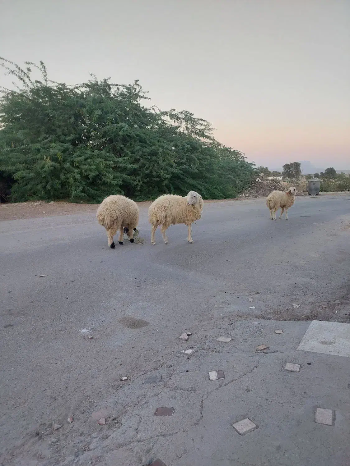 ۳ عدد بره نر|حیوانات مزرعه|فین, |دیوار