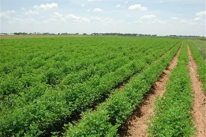 زمین کشاورزی و زمین تجاری|فروش دفتر صنعتی، کشاورزی، تجاری|شمیل, |دیوار