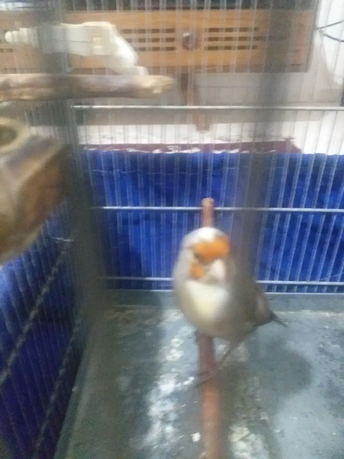 سهره قناری ابلق|پرنده|تهران, مشیریه|دیوار