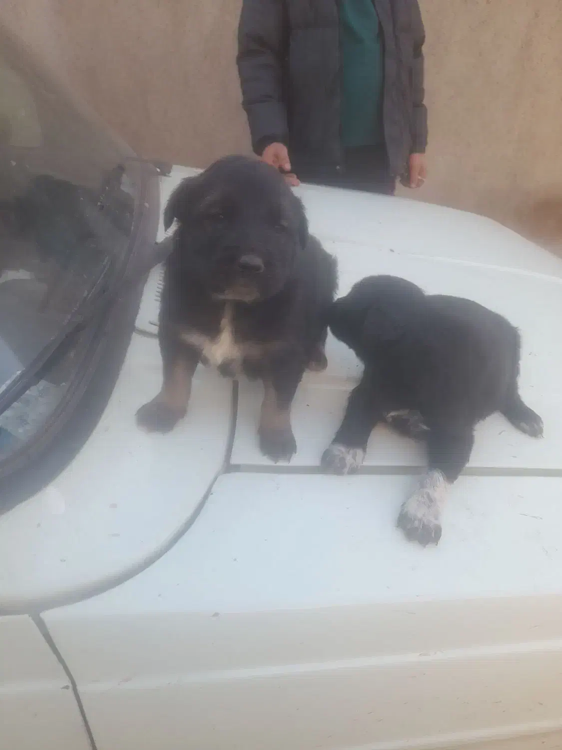 سگ سراب|سگ|تاکستان, |دیوار