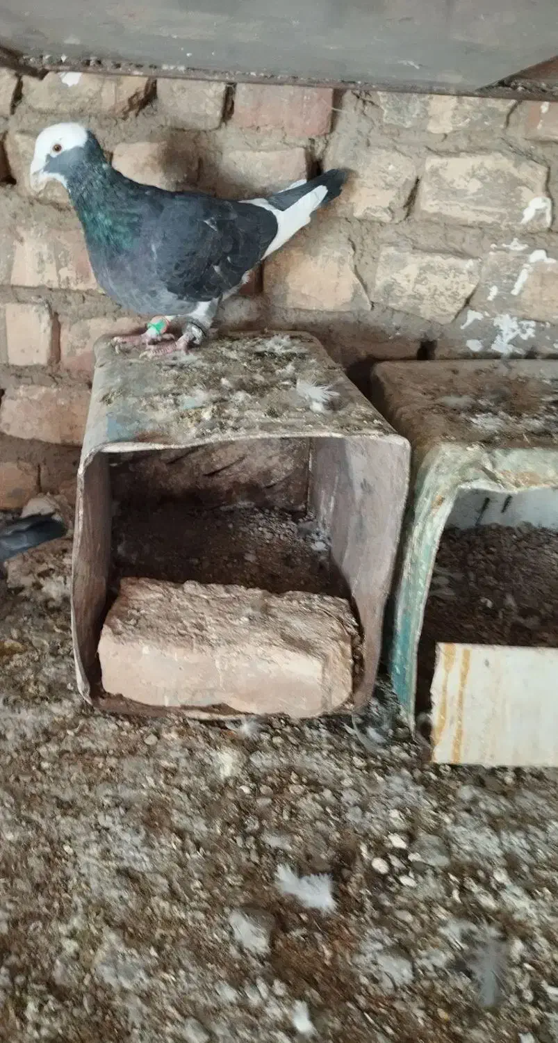 کبوتر|پرنده|قائن, |دیوار