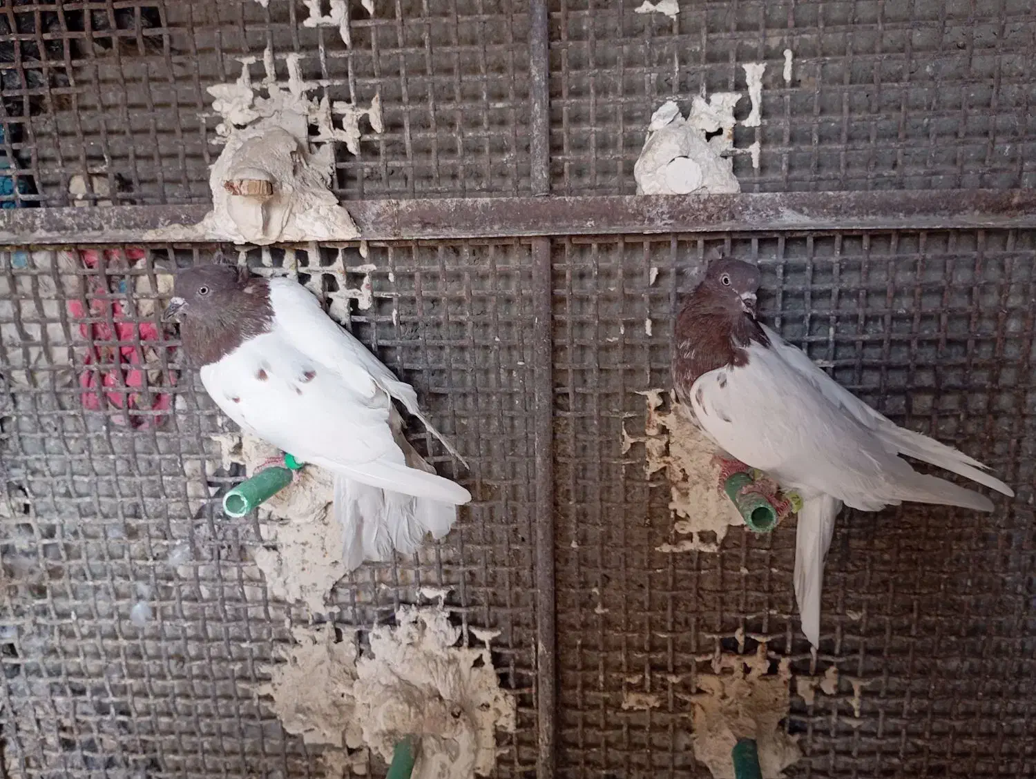 کله ی کاکل نر|پرنده|زاهدان, |دیوار