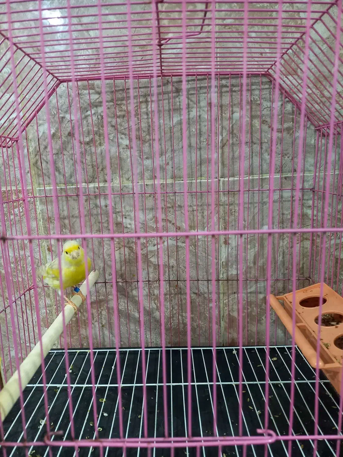 قناری|پرنده|بندر امام خمینی, |دیوار