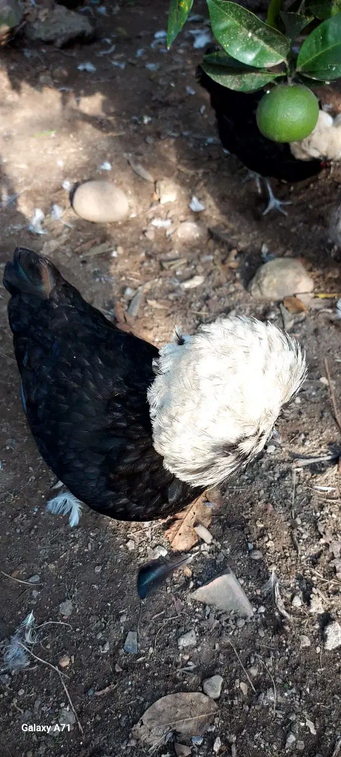 فروش مرغ وخروس کاکلی لهستانی|حیوانات مزرعه|اسالم, |دیوار