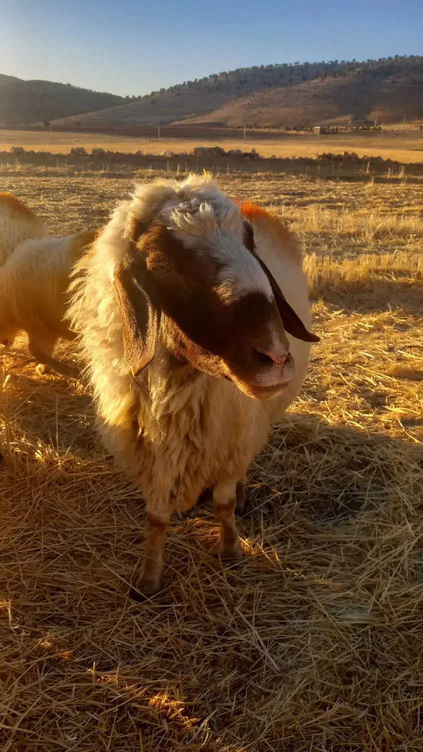 یک راس قوچ سنجابی اصیل|حیوانات مزرعه|اسلام آباد, |دیوار