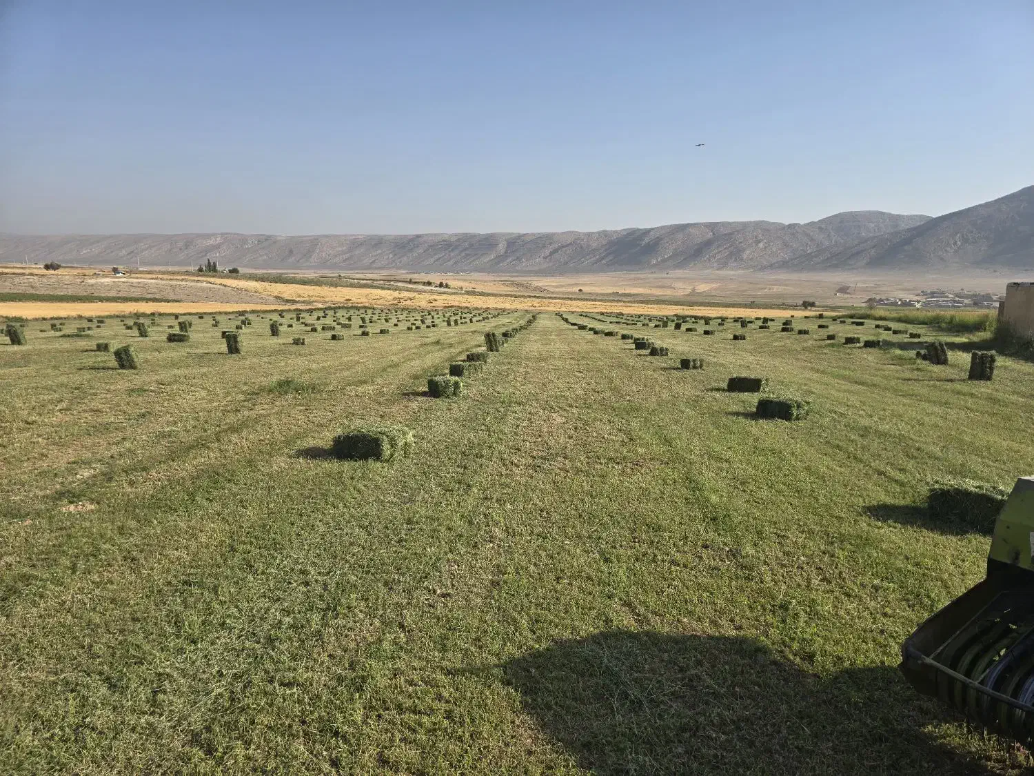 یونجه پرس سبز  بدون رطوبط ارسال به تمام نقاط ایران|عمده‌فروشی|شیراز, اصلاح‌نژاد|دیوار
