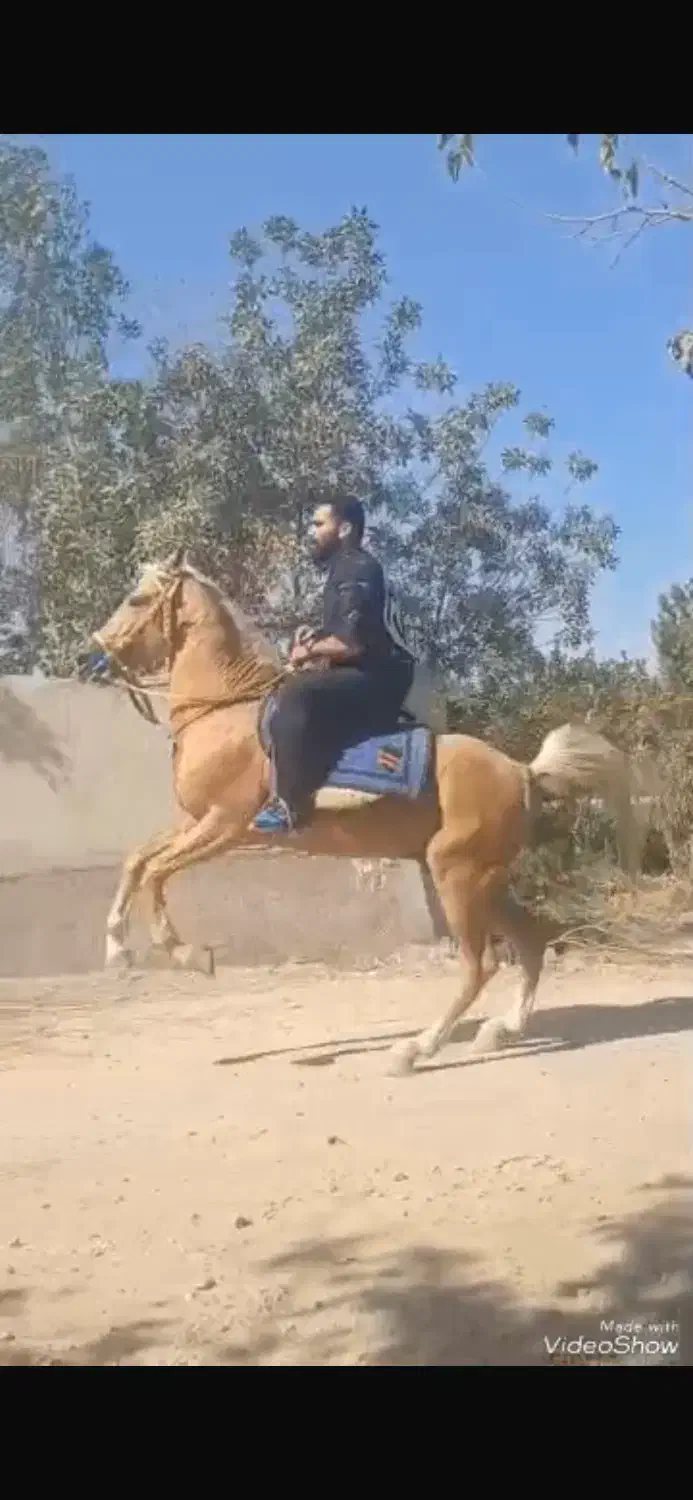 پانسیون اسب ، سوارکاری تفریحی ، آموزش سوارکاری|اسب و تجهیزات اسبسواری|ری, فیروزآباد|دیوار