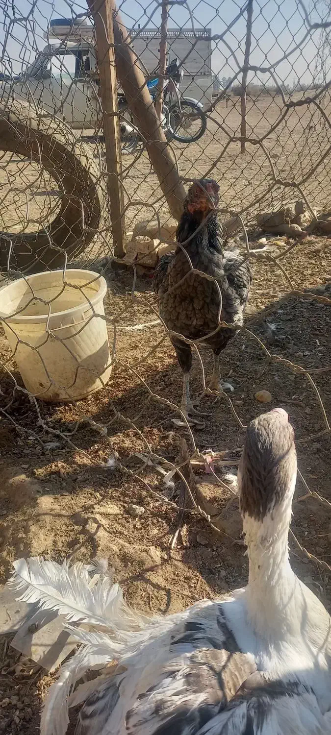 مرغ لاری خروس بوقلمون|حیوانات مزرعه|جعفرآباد, |دیوار