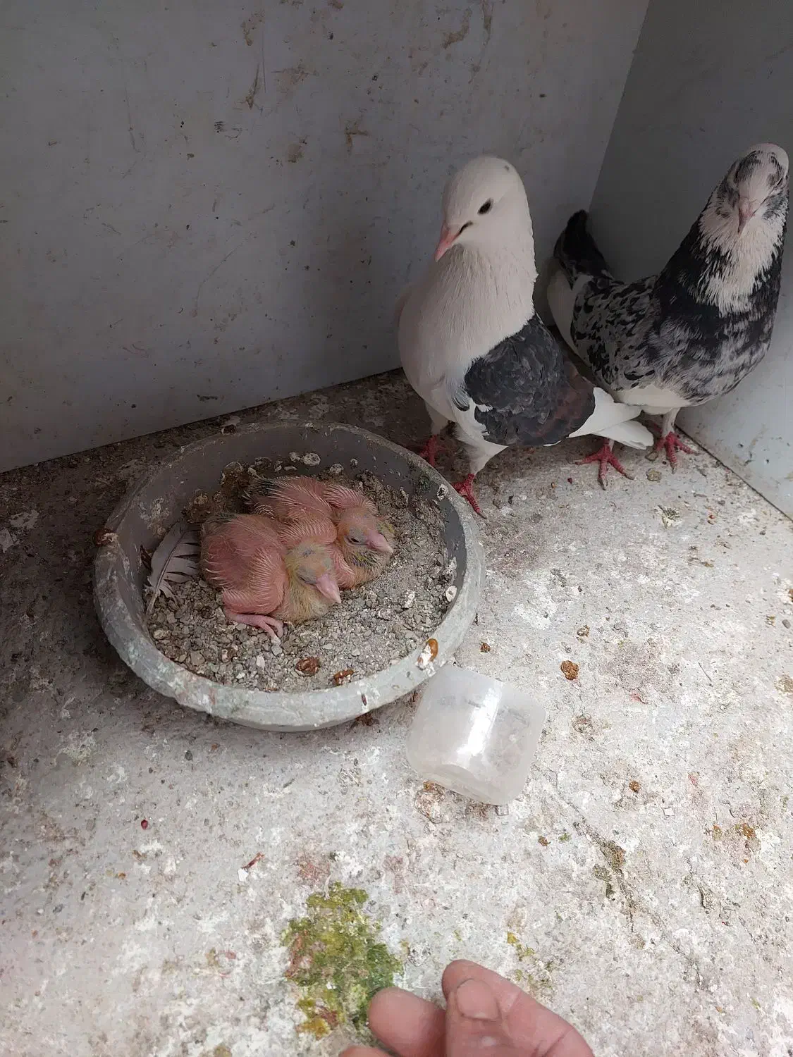 کفتر پرشی|حیوانات|بومهن, |دیوار