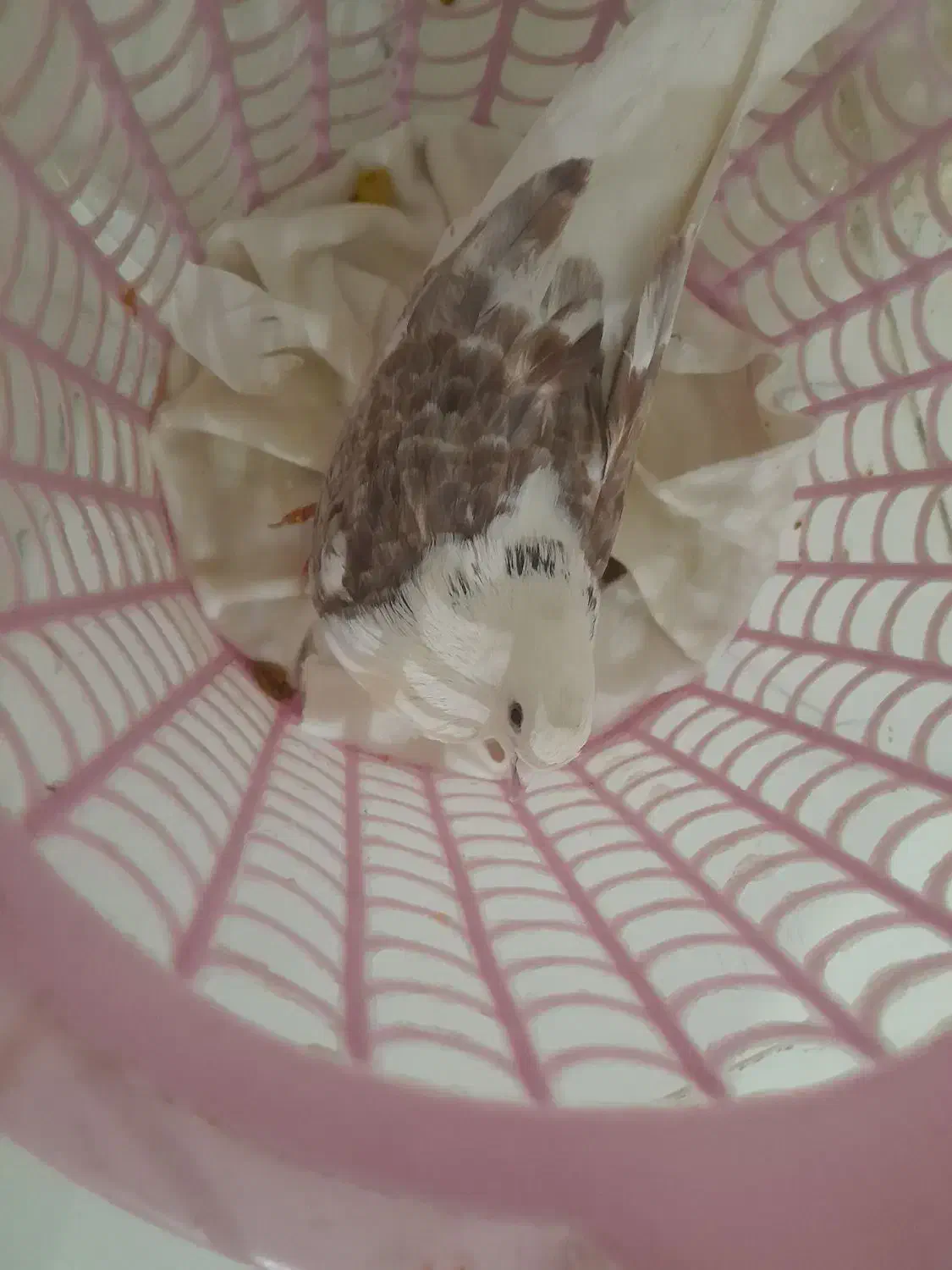 کبوتر|پرنده|خاوه, |دیوار