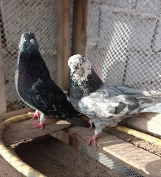 نروماده|پرنده|اردبیل, |دیوار